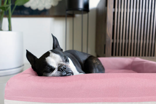 Choosing the Right Dog Bed Isn't Just About Size