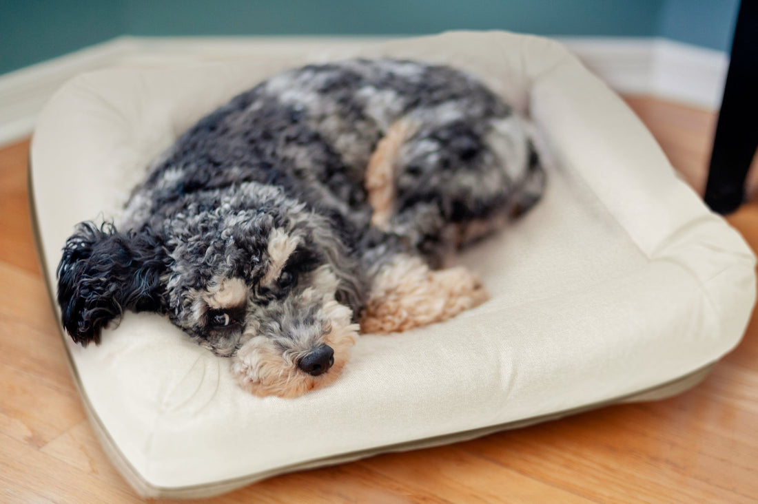 What Happens to Dog Beds After Months of Everyday Use