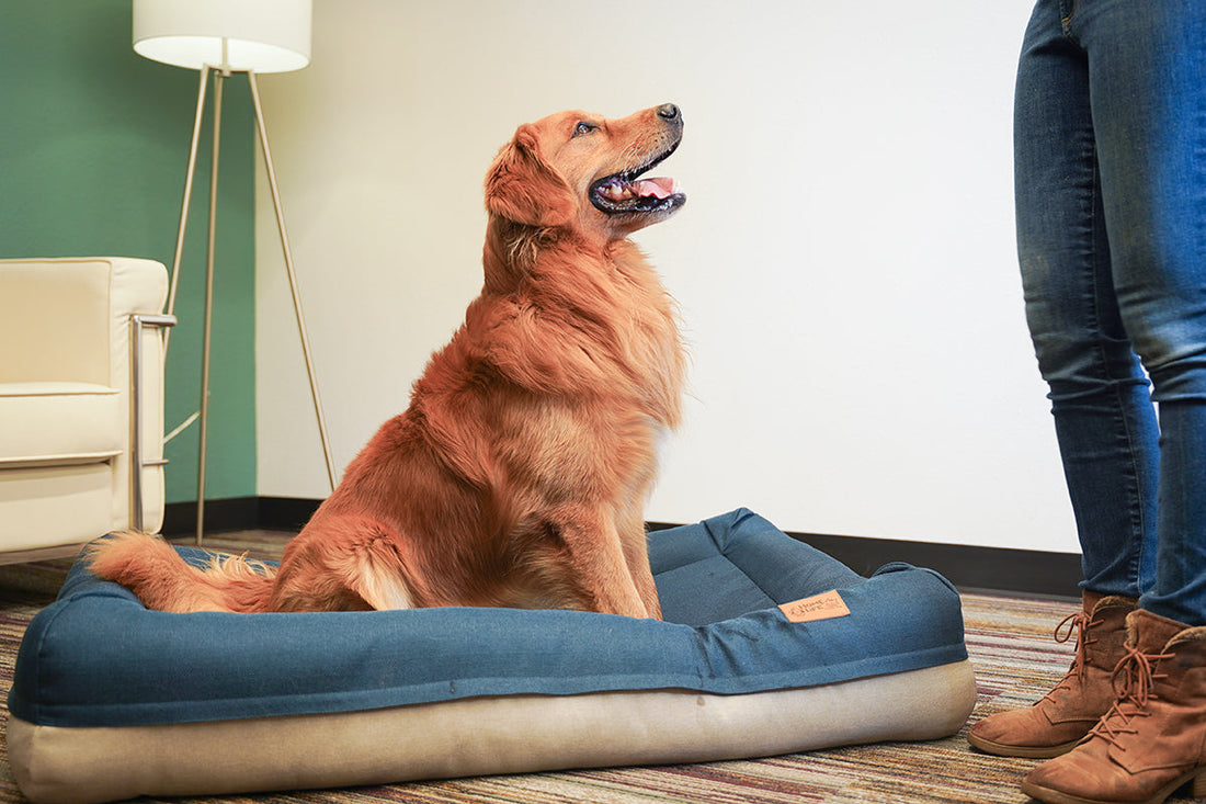Big Dogs, Bigger Needs, A Better Bed