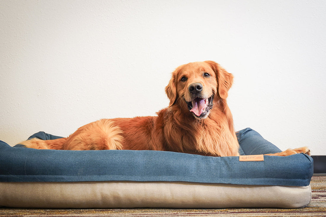 Built for Big Stretchers: Why Your Dog's Sleeping Position Matters When Choosing a Bed