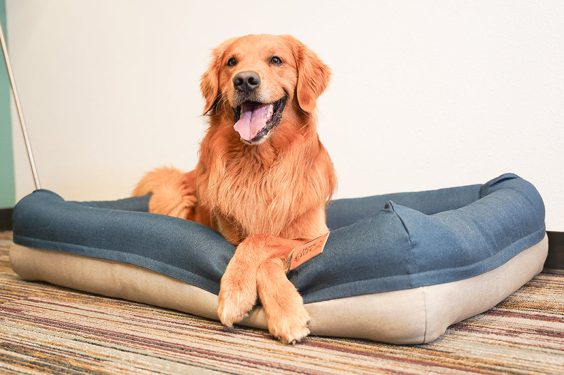 Why Large Dogs Need More Than Just a Bigger Bed