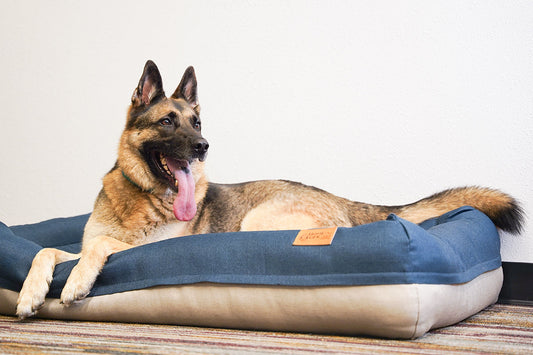 The Right Support Changes How Large Dogs Rest