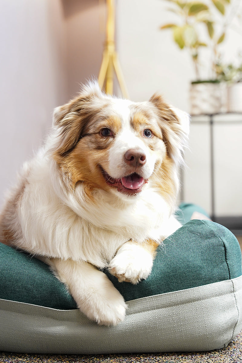 Come Visit the HomeLife Team at SuperZoo!