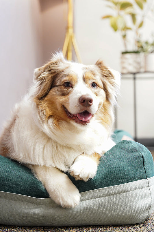 Come Visit the HomeLife Team at SuperZoo!