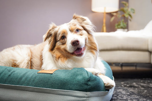 Why Your Dog Won’t Use Their Bed And What It Means
