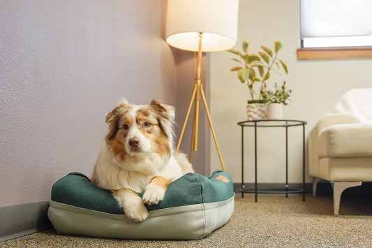 The Hidden Reason Dog Beds Start Smelling Faster Than You Expect