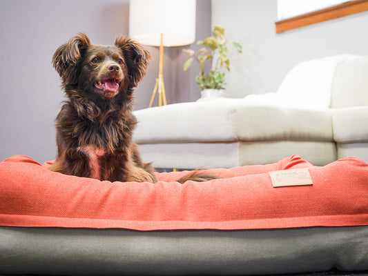 Why a Cheap Dog Bed Ends Up Costing You More