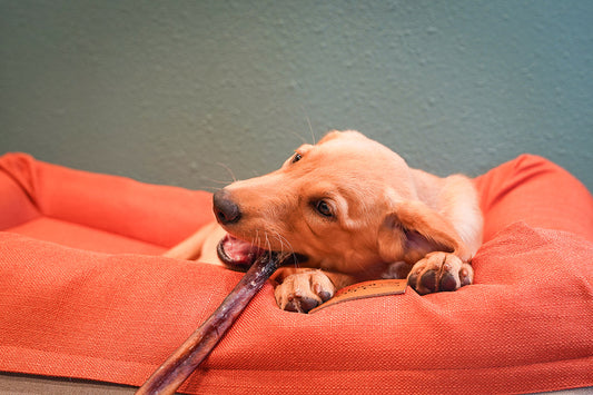 Why A Washable Dog Bed Matters More Than Most Dog Owners Realize