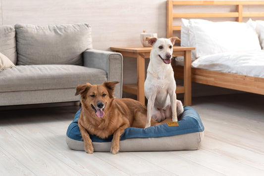 Why Large Dogs Need Breathable Dog Beds During Summer