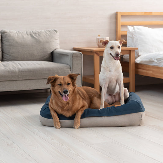 HomeLife Air Bed: Comfortable Rest for Dogs of Every Size and Age
