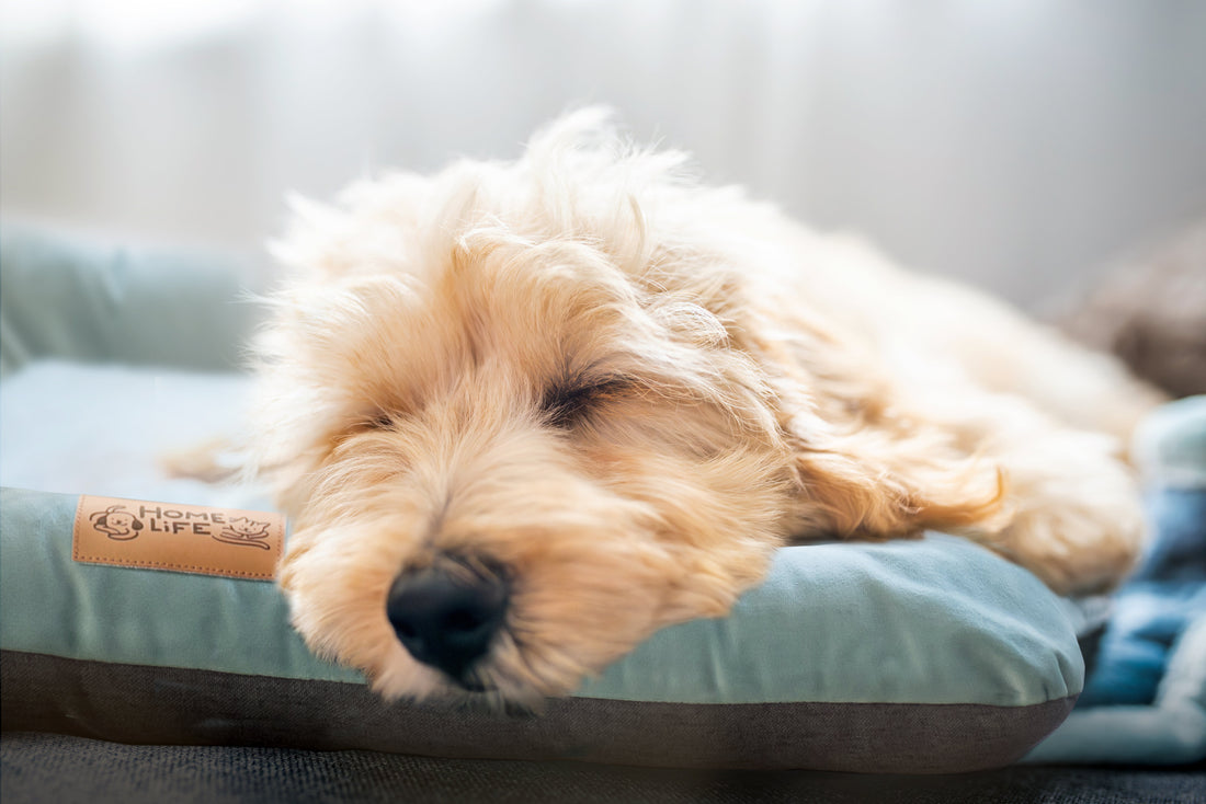 If Your Dog Could Choose Their Bed, Here’s What They’d Pick
