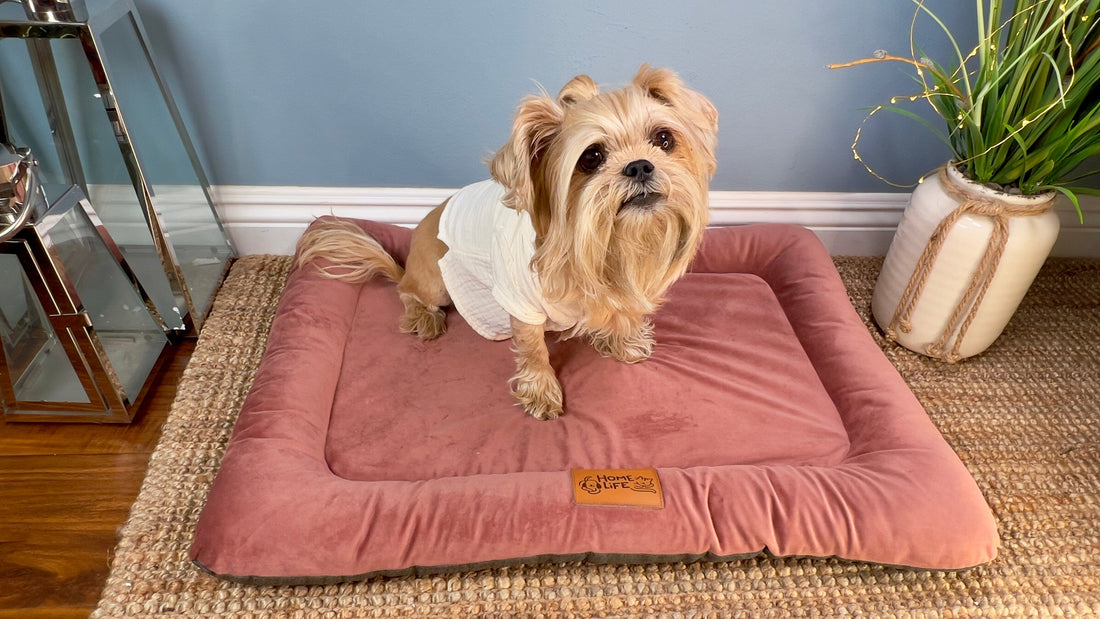A Safer, Cozier Life for Dogs: Pepe’s Story and What Every Pet Parent Should Know