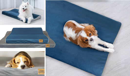 Why Dogs Sleep Better After Busy Days Outdoors