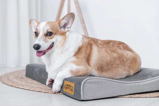 The 5 Signs Your Dog Needs a Better Bed (That Most Owners Miss)