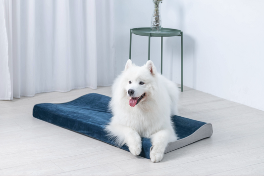 What Makes a Dog Bed Worth Replacing Your Old One