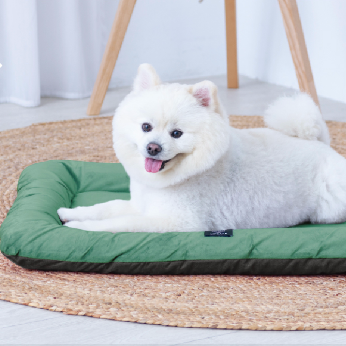 Why Dogs Get Attached to Certain Beds Over Time