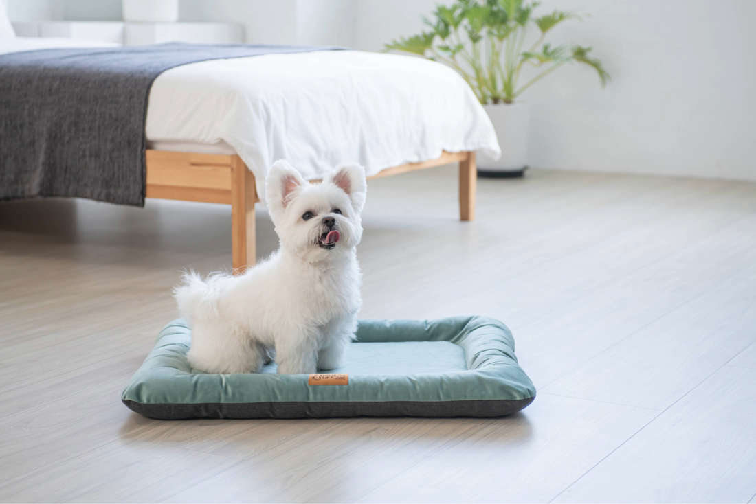 Why Small Dog Breeds and Toy Dogs Need Beds Designed Specifically for Them