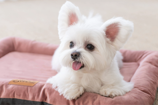 Why Every Part of Your Dog's Day Deserves A Better Bed