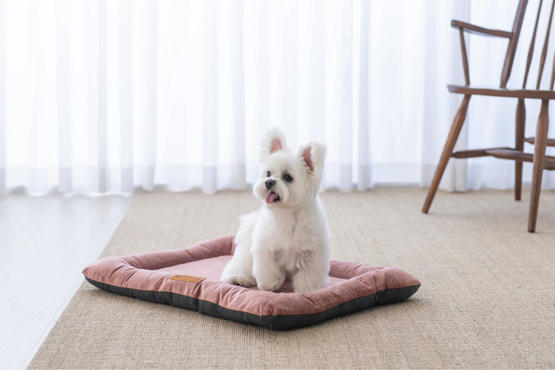 Discover the Mini Bed