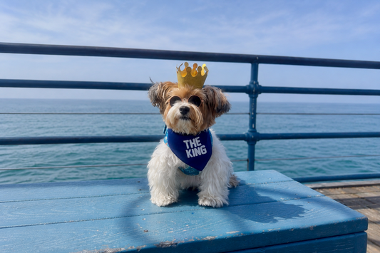 King’s Story: Finding the Biggest Joy in Life’s Little Moments