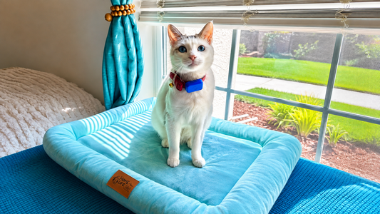 From Stray Kitten to King of the House: JiJi's Story