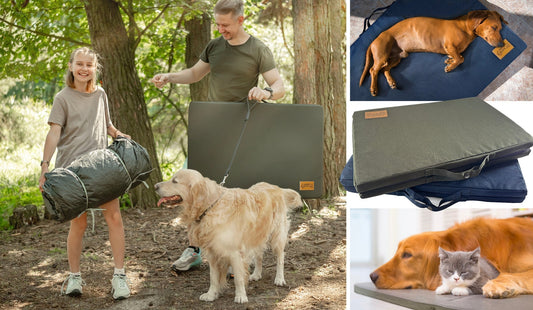 The One Thing Dogs Want After a Busy 4th of July Weekend