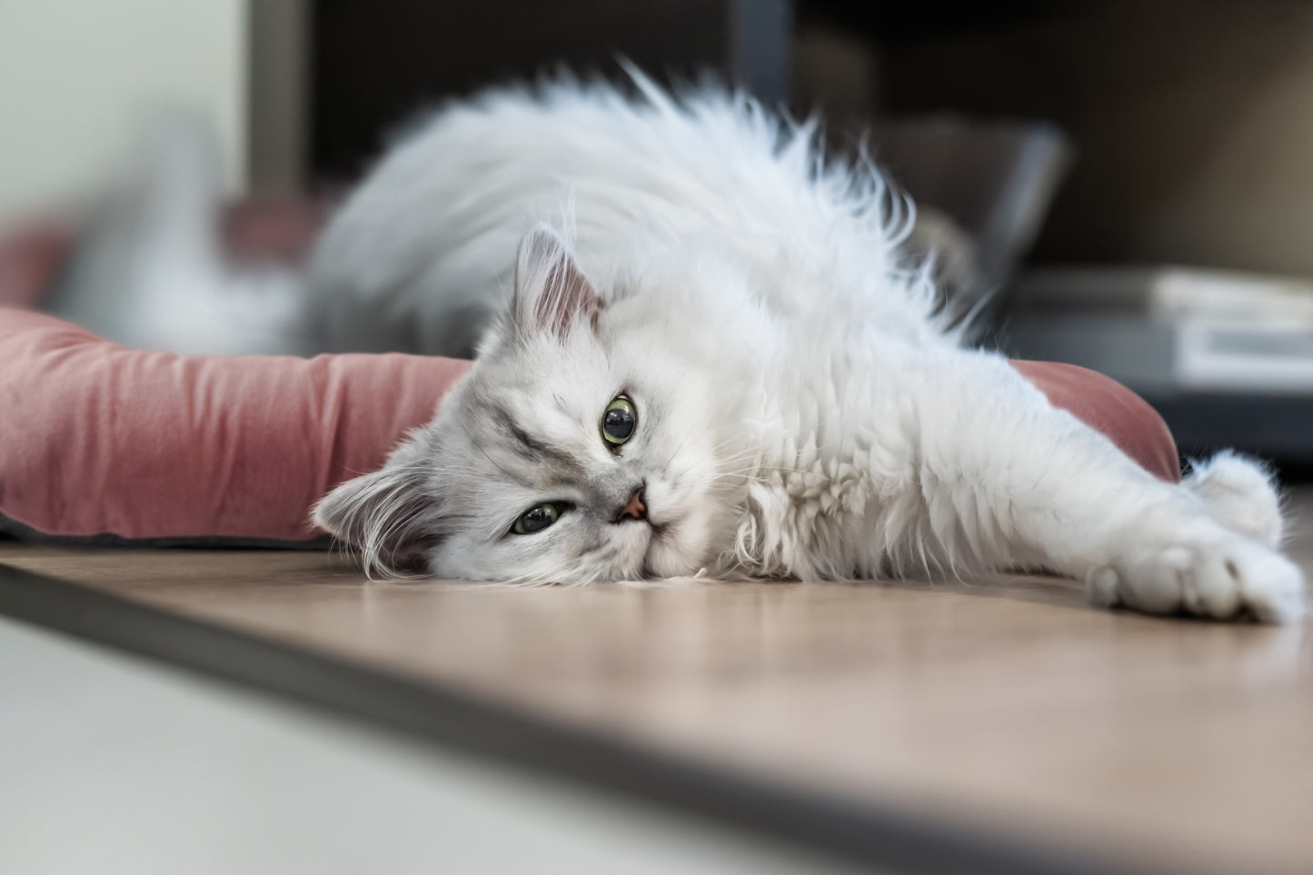 Mini Bed - Small size