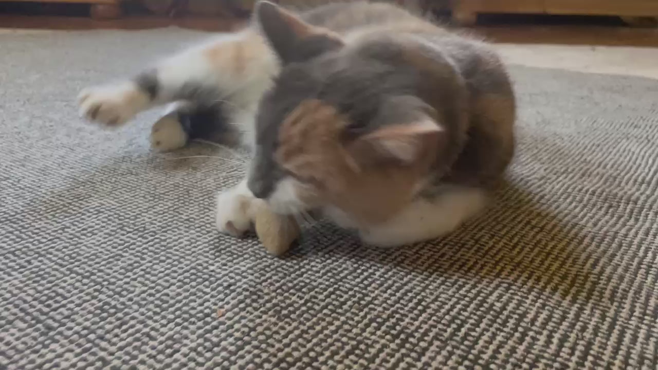 Load video: Home Life Pet Cat Enjoying Toy